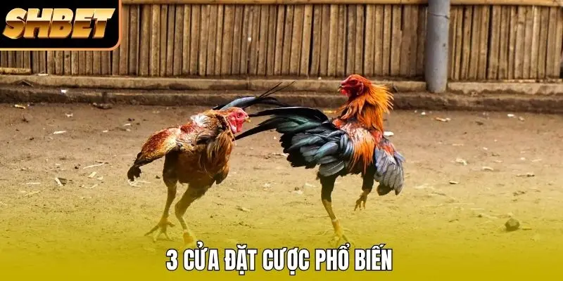 3 cửa đặt cược phổ biến