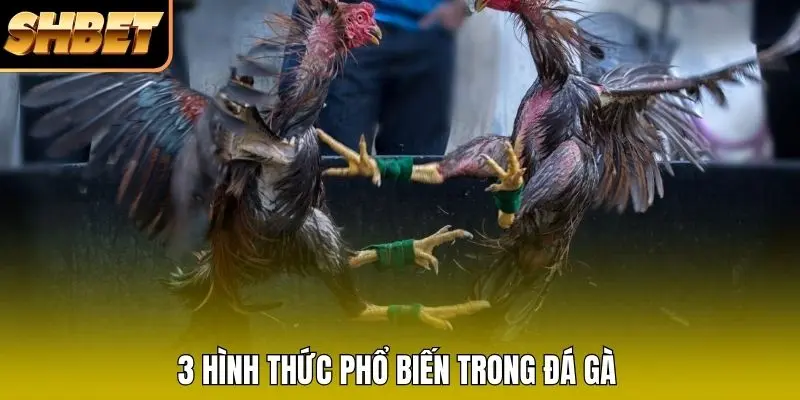 3 hình thức phổ biến trong đá gà