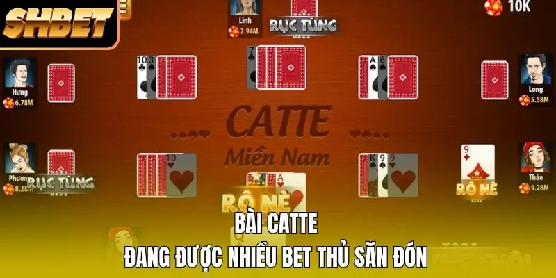 Bài catte đang được nhiều bet thủ săn đón