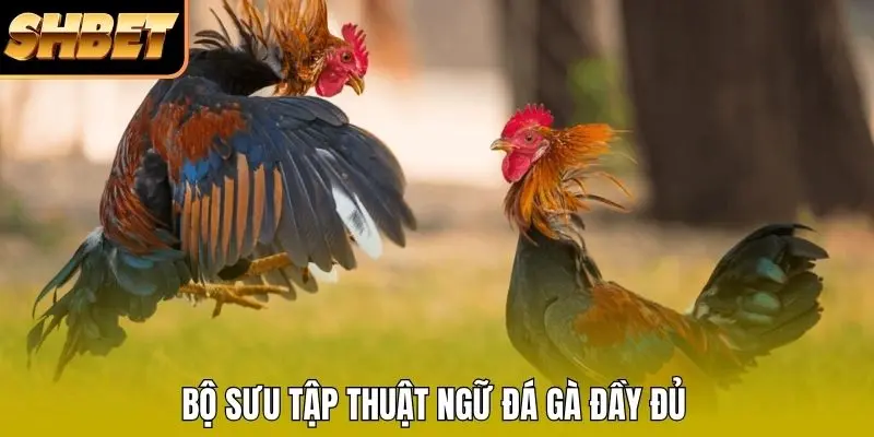 Bộ sưu tập thuật ngữ đá gà đầy đủ