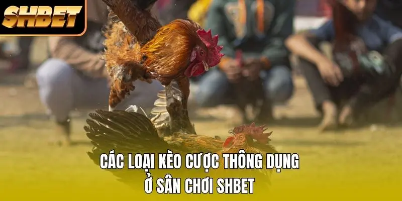 Kinh Nghiệm Đá Gà Cựa Sắt - Bí Kíp Soi Kèo Thắng Lớn