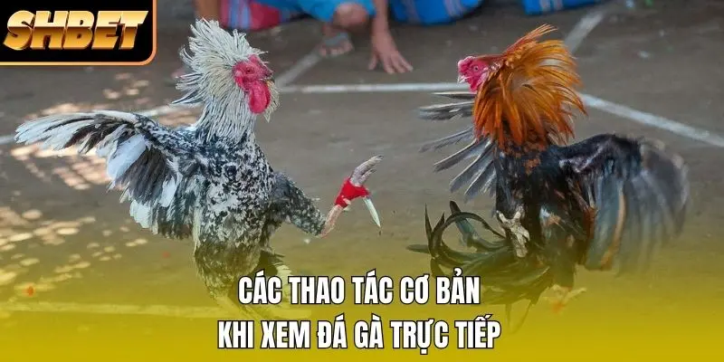 Các thao tác cơ bản khi xem đá gà trực tiếp