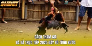 Cách Tham Gia Đá Gà Trực Tiếp 2026 Đầy Đủ Từng Bước