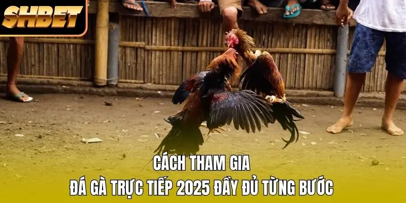 Cách Tham Gia Đá Gà Trực Tiếp 2026 Đầy Đủ Từng Bước