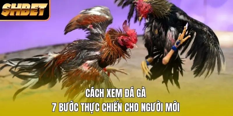 Cách Xem Đá Gà - 7 Bước Thực Chiến Cho Người Mới