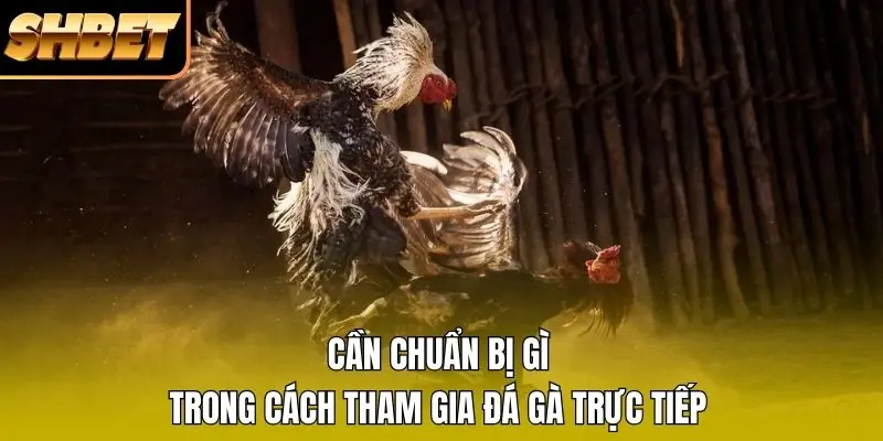Cần chuẩn bị gì trong cách tham gia đá gà trực tiếp