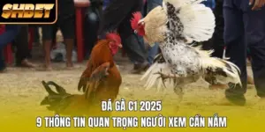 Đá Gà C1 2026 - 9 Thông Tin Quan Trọng Người Xem Cần Nắm