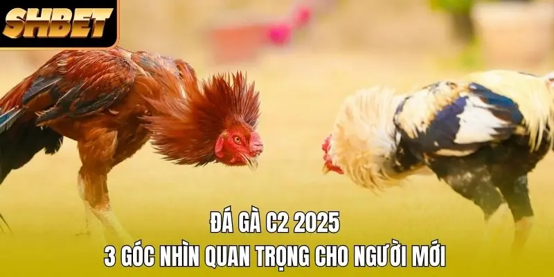 Đá Gà C2 2026 - 3 Góc Nhìn Quan Trọng Cho Người Mới
