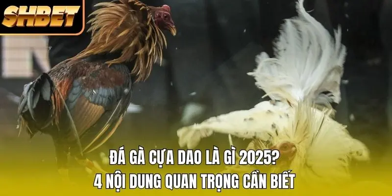Đá Gà Cựa Dao Là Gì 2026? 4 Nội Dung Quan Trọng Cần Biết
