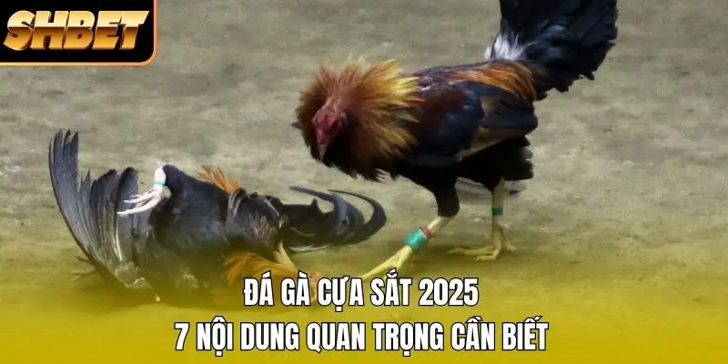 Đá Gà Cựa Sắt 2026 - 7 Nội Dung Quan Trọng Cần Biết