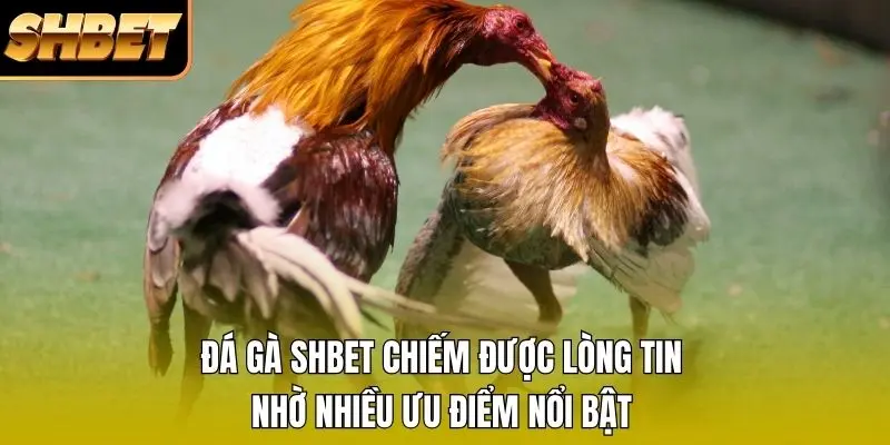Đá gà SHBET chiếm được lòng tin nhờ nhiều ưu điểm nổi bật