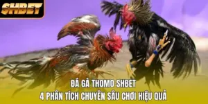Đá Gà Thomo SHBET - 4 Phân Tích Chuyên Sâu Chơi Hiệu Quả