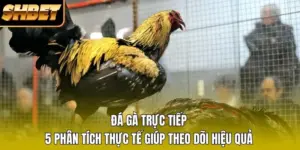 Đá Gà Trực Tiếp - 5 Phân Tích Thực Tế Giúp Theo Dõi Hiệu Quả
