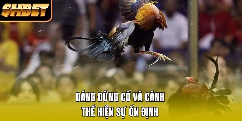 Dáng đứng cổ và cánh thể hiện sự ổn định