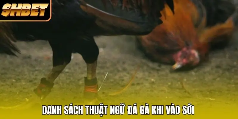 Danh sách thuật ngữ đá gà khi vào sới