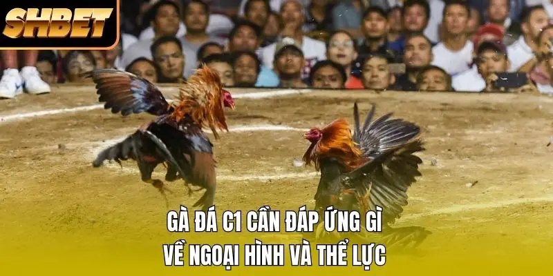Gà đá C1 cần đáp ứng gì về ngoại hình và thể lực