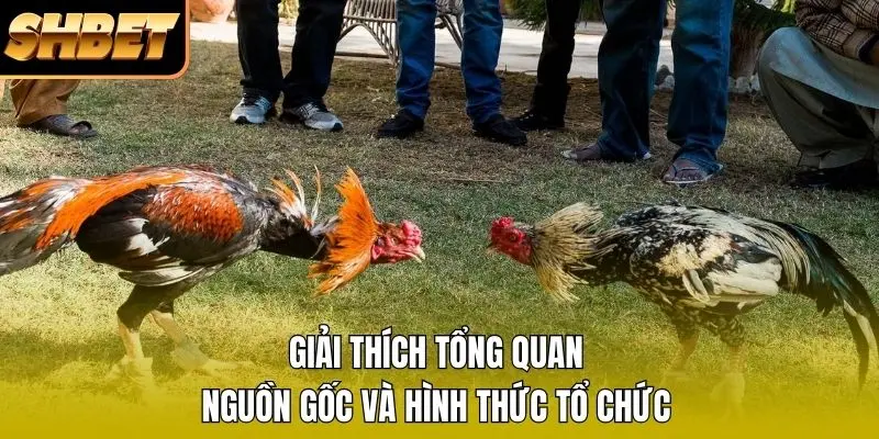 Giải thích tổng quan nguồn gốc và hình thức tổ chức