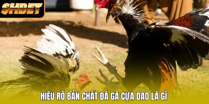 Hiểu rõ bản chất đá gà cựa dao là gì