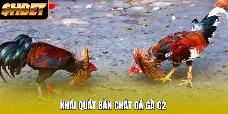 Khái quát bản chất đá gà C2
