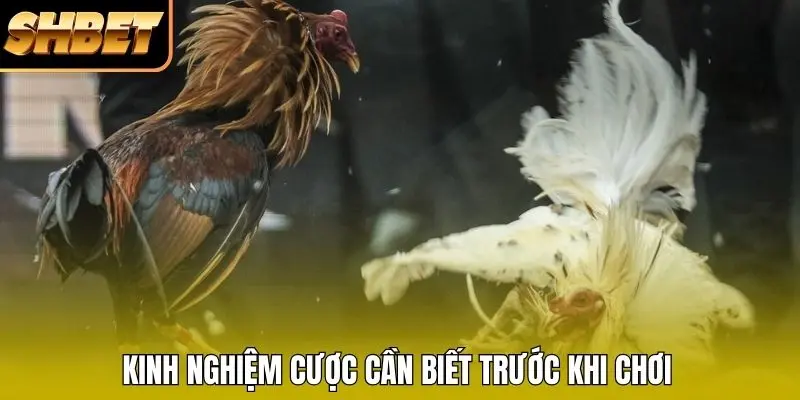 Kinh nghiệm cược cần biết trước khi chơi