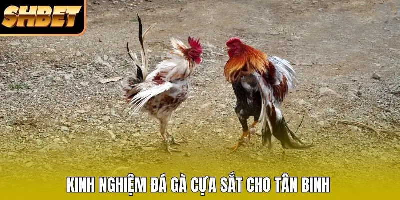 Kinh nghiệm đá gà cựa sắt cho tân binh