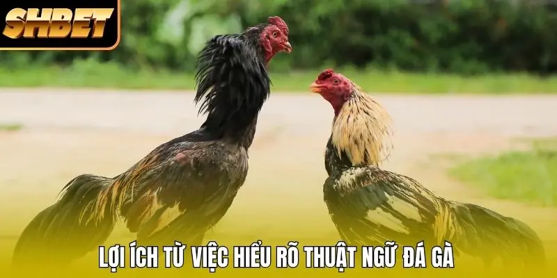 Lợi ích từ việc hiểu rõ thuật ngữ đá gà