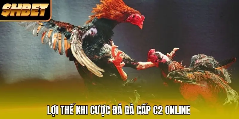 Lợi thế khi cược đá gà cấp C2 online