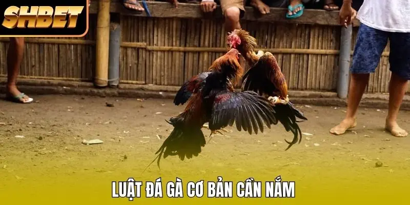 Luật đá gà cơ bản cần nắm