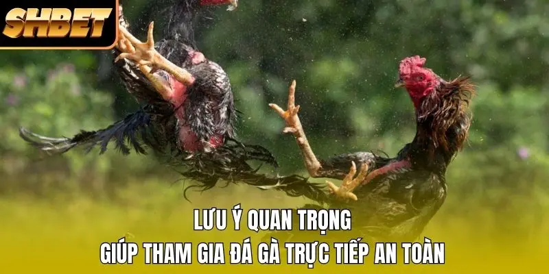 Lưu ý quan trọng giúp tham gia đá gà trực tiếp an toàn