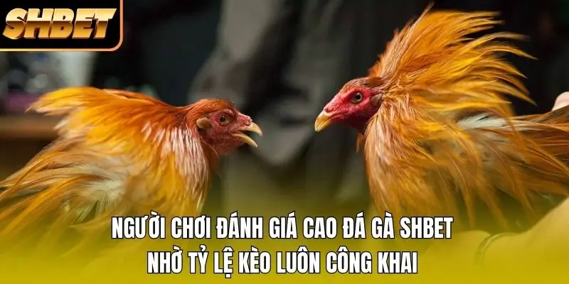 Người chơi đánh giá cao đá gà SHBET nhờ tỷ lệ kèo luôn công khai