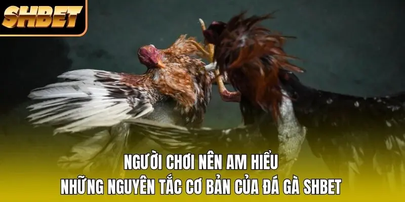 Người chơi nên am hiểu những nguyên tắc cơ bản của đá gà SHBET