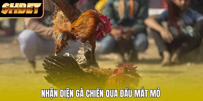 Nhận diện gà chiến qua đầu mắt mỏ