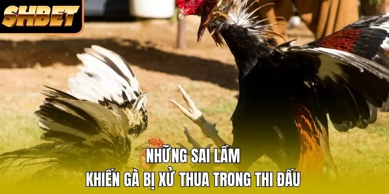 Những sai lầm khiến gà bị xử thua trong thi đấu
