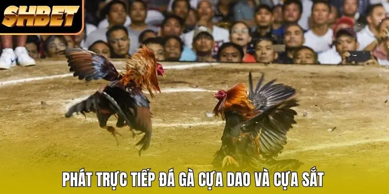 Phát trực tiếp đá gà cựa dao và cựa sắt