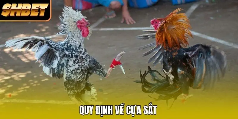 Quy định về cựa sắt