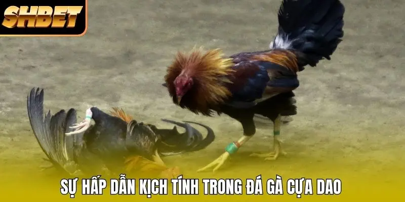 Sự hấp dẫn kịch tính trong đá gà cựa dao