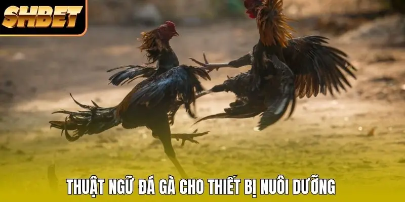 Thuật ngữ đá gà cho thiết bị nuôi dưỡng