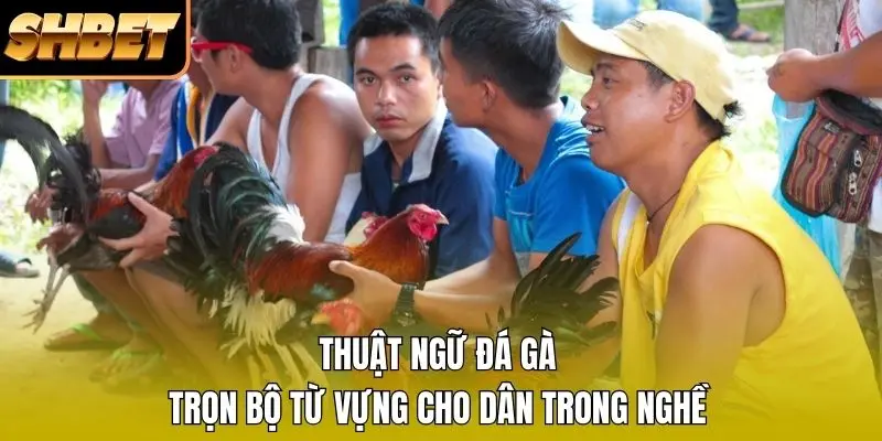 Thuật Ngữ Đá Gà - Trọn Bộ Từ Vựng Cho Dân Trong Nghề