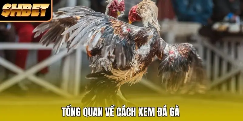 Tổng quan về cách xem đá gà