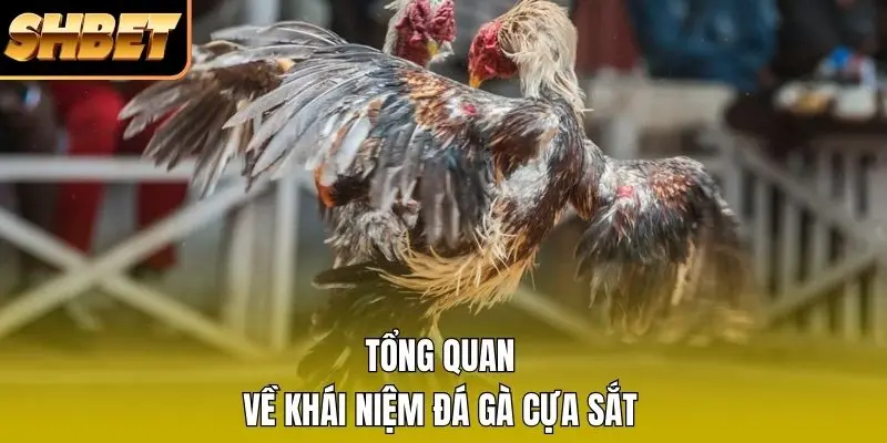 Tổng quan về khái niệm đá gà cựa sắt