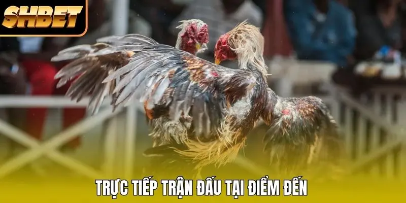 Trực tiếp trận đấu tại điểm đến